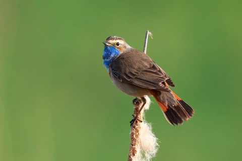 Bluethroat (Luscinia svecica cyanecula) male perched on cattail, Netherlands