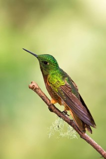 Chestnut-breasted Coronet (Boissonneaua matthewsii) perched on a branch, Napo, Ecuador, South