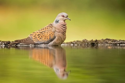 European Turtle Dove (Streptopelia turtur) at waterhole, Hungary, Europe
