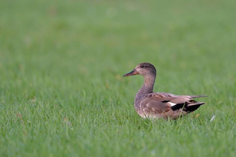 Gadwall (Mareca strepera) male perched on field, Netherlands