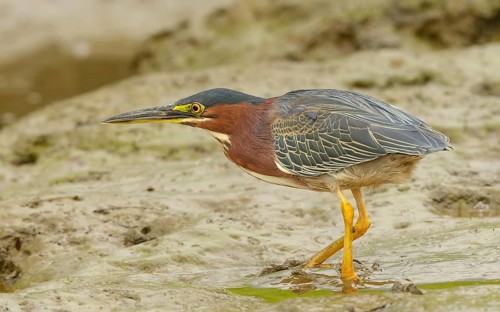 Grünreiher (Butorides virescens) bei der Jagd am Sierpe River