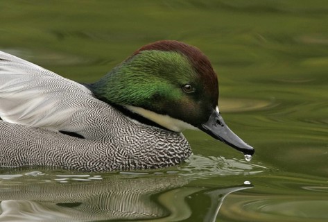 Falcated Duck (Mareca falcata) male, California, USA, North America