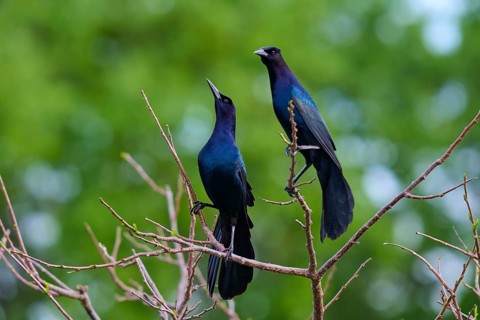 Common Grackle (Quiscalus quiscula), two birds on tree, Wakodahatchee Wetlands, Delray Beach,
