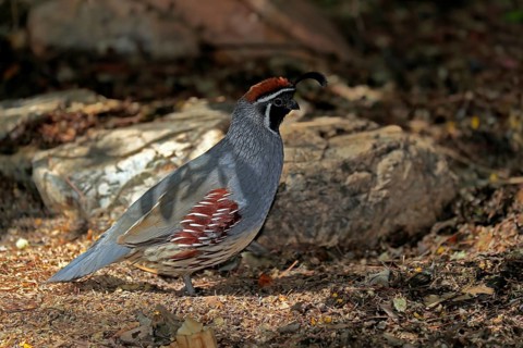 Gambel's quail (Callipepla gambelii), adult, male, alert, Sonoran Desert, Arizona, North America,
