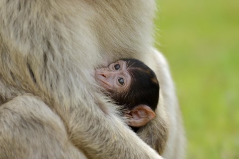 Barbary macaque (Macaca sylvanus), juvenile, captive, occurring in Morocco, Algeria and Gibraltar