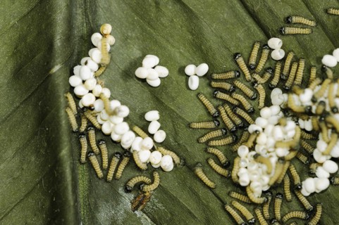 Ailanthus silkmoth (Samia cynthia), eggs and freshly hatched caterpillars, occurring in Asia