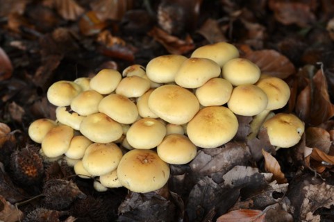 Sulphur tuft (Hypholoma fasciculare), North Rhine-Westphalia, Germany, Europe
