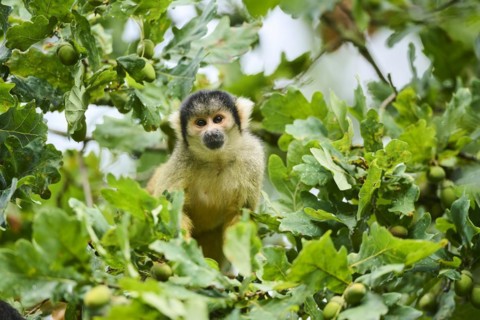 Common squirrel monkey (Saimiri sciureus) in a tree, captive, distribution South America