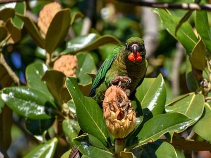 Maroon-bellied Parakeet (Pyrrhura frontalis) eating the red seeds from a magnolia tree, seen in