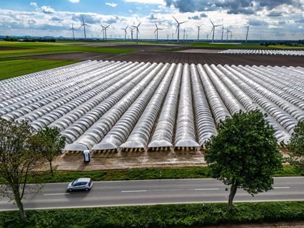 Agriculture, large areas with foil tunnel, for the cultivation of strawberries, freshly cultivated