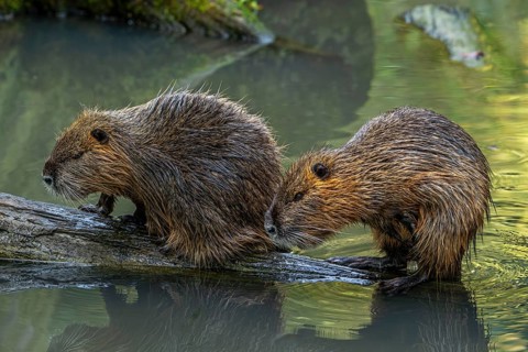 Two coypus, nutrias (Myocastor coypus) resting on fallen tree trunk in pond, invasive rodent in