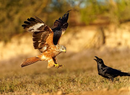 Red kite (Milvus milvus), raven, flight, Pyrenees, Spain, Europe