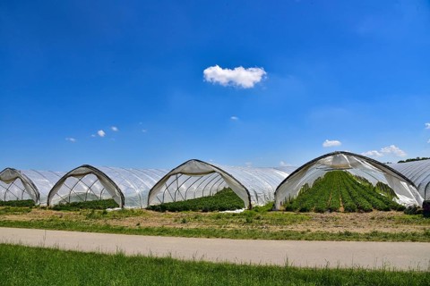 Strawberry cultivation in greenhouses, Bavaria, Germany, Europe