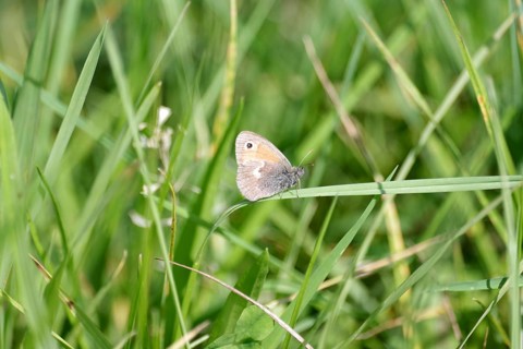 Small heath (Coenonympha pamphilus), butterfly, grass, The Small heath sits on a blade of grass in