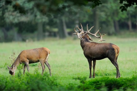 Red deer (Cervus elaphus) male roaring at the edge of the woods, captive