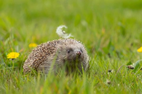 European hedgehog (Erinaceus europaeus) adult animal on a springtime meadow, Suffolk, England,