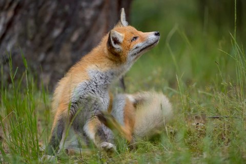 Red fox (Vulpes vulpes), a fox sits in the grass and scratches itself, in the background a tree