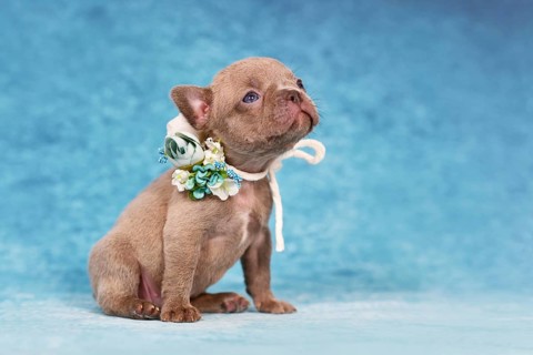 Four weeks purebred young Lilac Brindle French Bulldog puppy with healthy long nose and tail