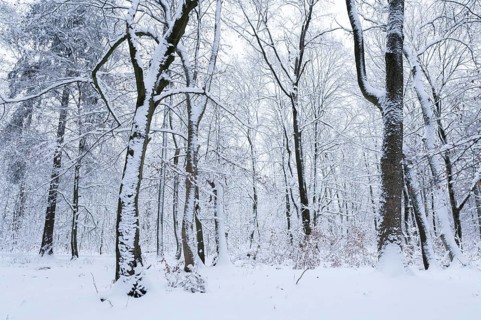 Snow-covered deciduous forest in winter, Hainich National Park, Thuringia, Germany, Europe