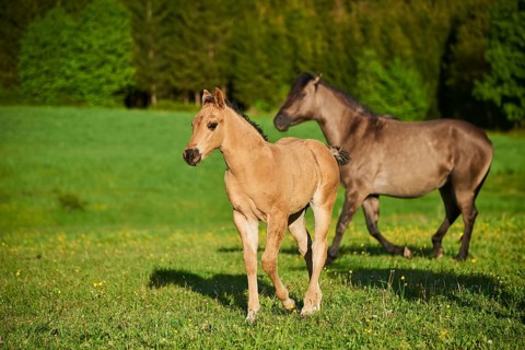 American Quarter Horse foals on a meadow, Bavaria, Germany, Europe