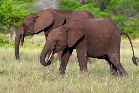 African forest elephants (Loxodonta cyclotis) in a clearing in Loango National Park, Parc National