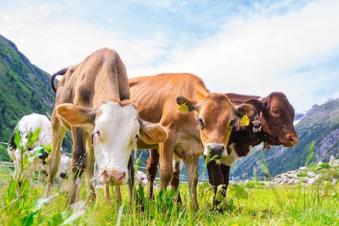 Several cows on a green pasture in the middle of the mountains under a blue sky, Klein Tibet,
