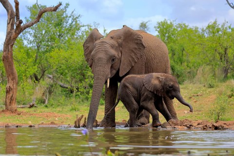 African elephant (Loxodonta africana), adult, male, bull, young animal, young bull with young