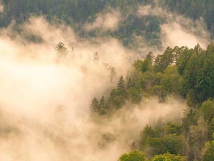 Foggy forest landscape with dense trees and dreamy atmosphere in the morning light, Calw, Black