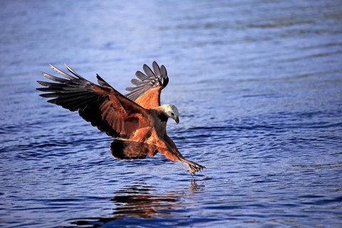 Fish hawk (Busarellus nigricollis), adult flying, hunting, on the hunt, Pantanal, Mato Grosso,