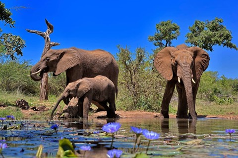 African elephant (Loxodonta africana), adult, female, mother, male, bull, young animal, mother with