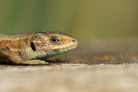 Common lizard (Zootoca vivipara) adult reptile basking on a wooden sleeper, England, United