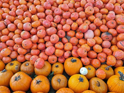 Hokkaido pumpkins, Lower Saxony, Germany, Europe