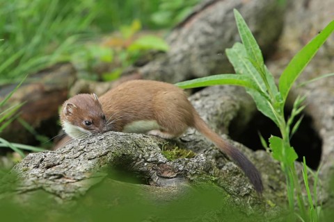 Ermine (Mustela erminea), large weasel