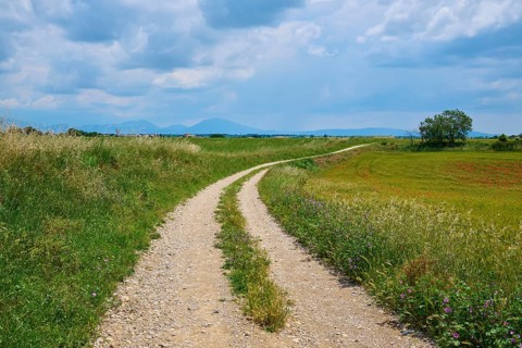 A country lane leads through flowering meadows under a sky with clouds, Valensole,