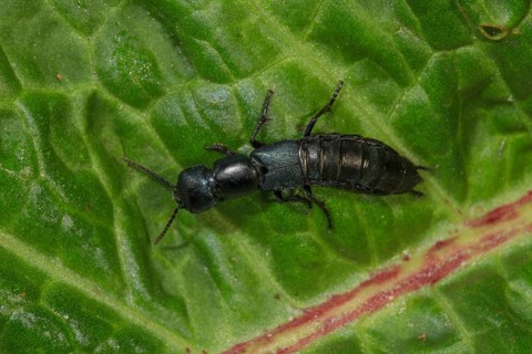 Devil's coach-horse beetle (Ocypu olens) crawling on a green leaf in nature, Baden-Württemberg,