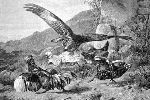 Bird of prey attacks a group of chickens, Historical, digital reproduction of an original from the