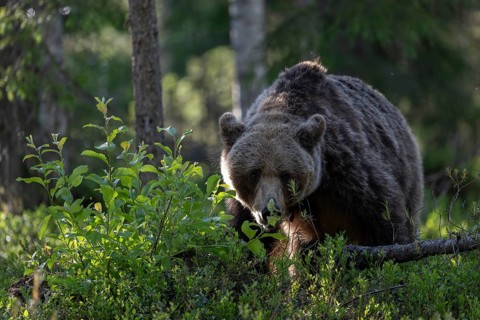 European brown bear, Karelia, Finland, Europe