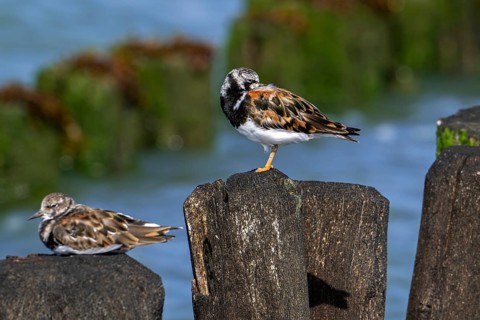 Two ruddy turnstones (Arenaria interpres) in breeding plumage resting on wooden breakwater used as