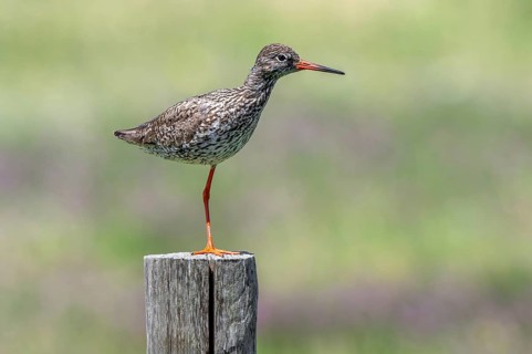 Common redshank (Tringa totanus) in breeding plumage perched on one leg on wooden fence pole along