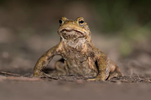 Common toad (Bufo bufo), single male, on the way to spawning waters, evening, toad migration,
