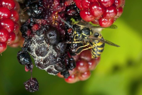 Common wasp (Vespula vulgaris) feeding on ripe berries of blackberry bush (Rubus cultivar) in