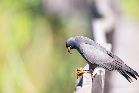 Snail Buzzard (Rostramus sociabilis) Pantanal Brazil
