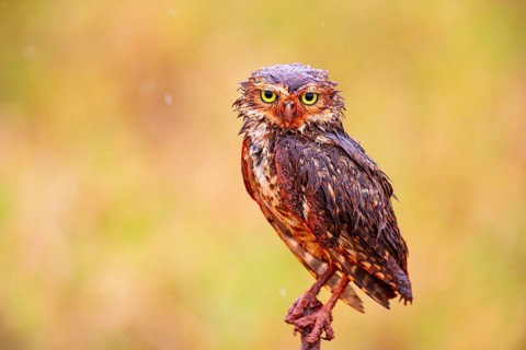 Burrowing owl (Speotyto cunicularia) Pantanal Brazil