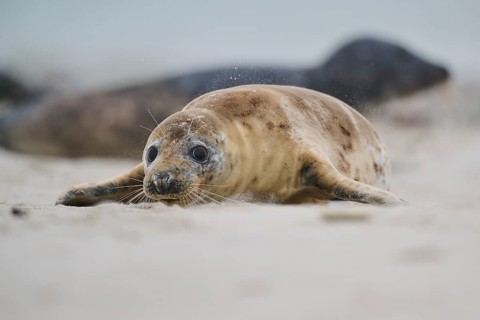 Grey seal (Halichoerus grypus) lying on the beach, Düne, Helgoland, Schleswig-Holstein, Germany,
