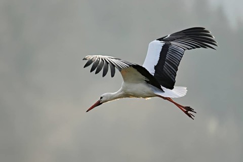 White stork (Ciconia ciconia), in flight, Flachsee, Canton Aargau, Switzerland, Europe