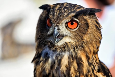 Bengal Eagle Owl (Bubo bengalensis), attentive gaze, captive, Bird Park, Berlebeck Eagle