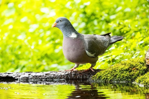 Woodpigeon (Columba palumbus) Germany
