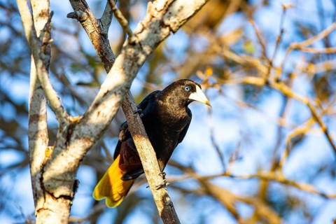 Yellow-rumped cacique (Cacicus cela) Pantanal Brazil