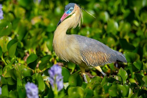Whistling heron (Syrigma sibilatrix) Pantanal Brazil