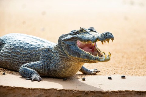 Spectacled caiman (Caiman crocodilius) Panatanal Brazil
